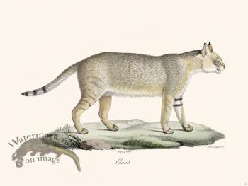 Cuvier 115 Jungle Cat